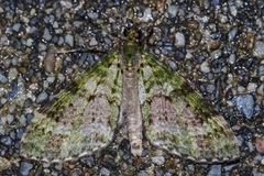 Phthonoloba viridifasciata