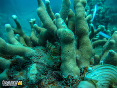 Porites cylindrica