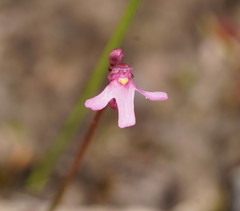 Utricularia tenella