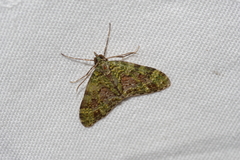 Phthonoloba viridifasciata