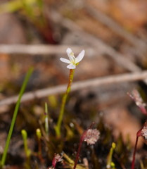 Stylidium despectum
