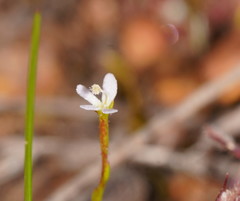 Stylidium despectum