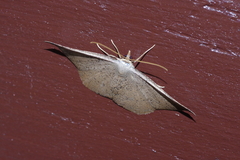 Plesiomorpha punctilinearia