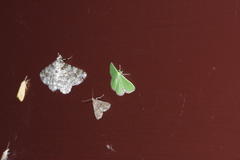 Comibaena procumbaria