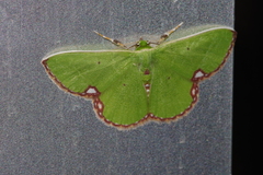 Comibaena procumbaria