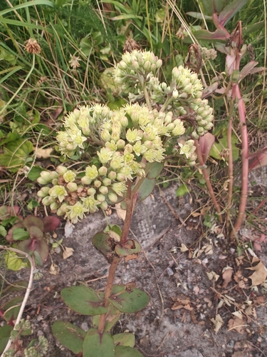 Sedum x 'Neon Nova'