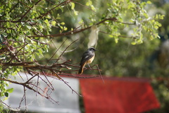 Phoenicurus hodgsoni