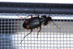 Chlaenius tetragonoderus