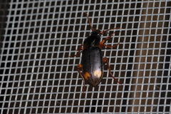 Chlaenius tetragonoderus