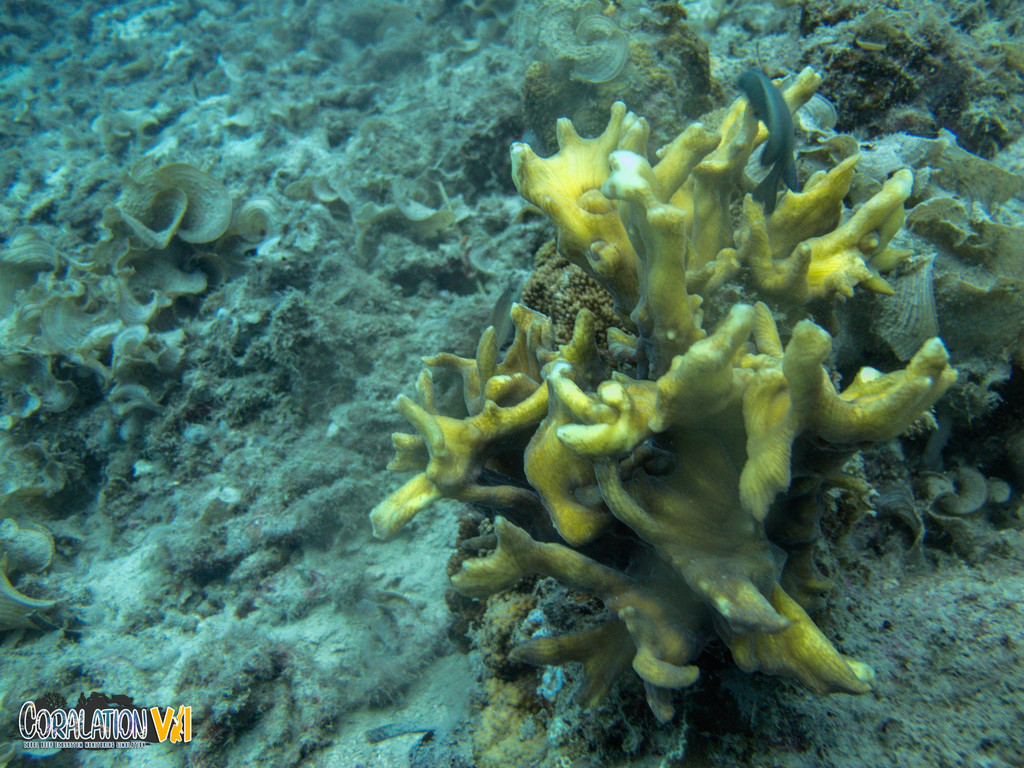 Pectinia alcicornis