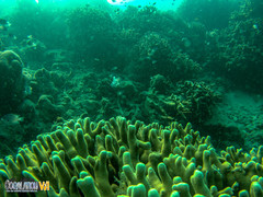 Porites cylindrica