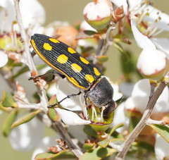 Castiarina xanthopilosa