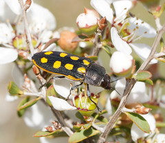 Castiarina xanthopilosa