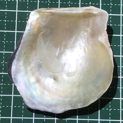 Pinctada imbricata