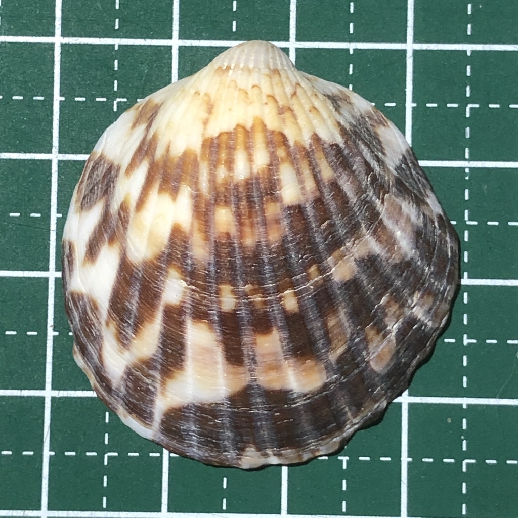 Tucetona