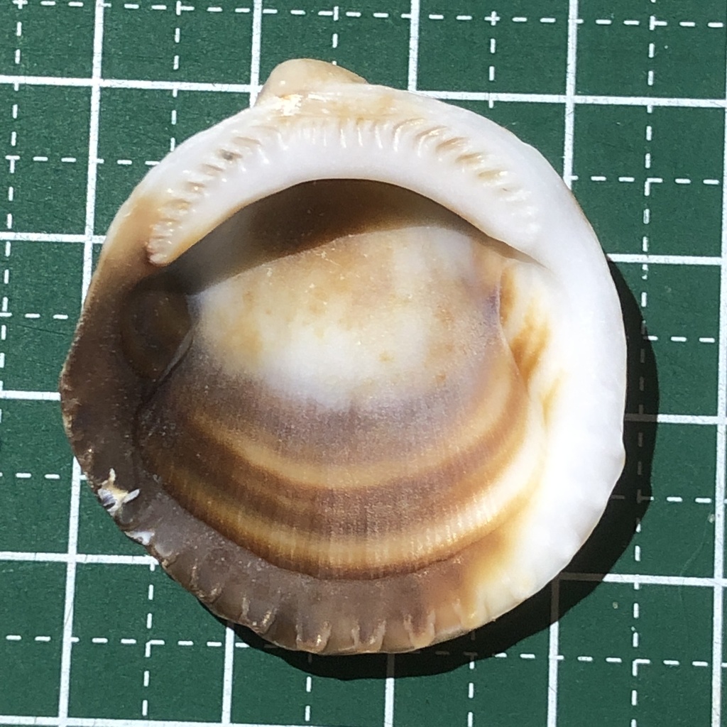 Bittersweet Clams
