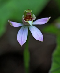 Caladenia variegata