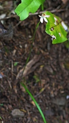 Caladenia variegata