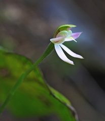 Caladenia variegata
