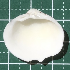 Lioconcha castrensis