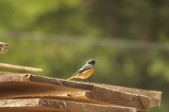 Phoenicurus hodgsoni