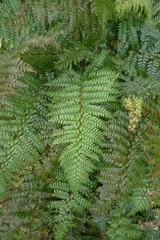 Polystichum neozelandicum zerophyllum × vestitum