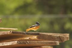 Phoenicurus hodgsoni