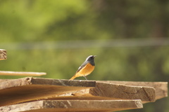 Phoenicurus hodgsoni