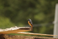 Phoenicurus hodgsoni