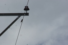 Phoenicurus hodgsoni