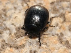 Chrysolina haemoptera