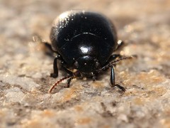 Chrysolina haemoptera