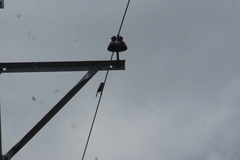 Phoenicurus hodgsoni