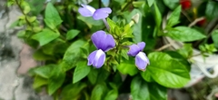 Achetaria azurea