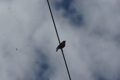 Phoenicurus hodgsoni