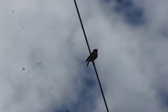 Phoenicurus hodgsoni