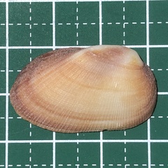 Barbatia amygdalumtostum