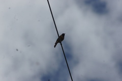 Phoenicurus hodgsoni