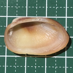 Barbatia amygdalumtostum