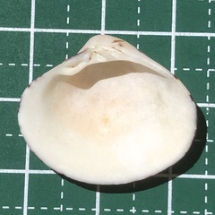 Lioconcha fastigiata