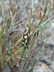 Tanyzancla marionella