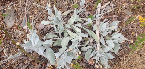 Hieracium tomentosum (Hieracium tomentosum)