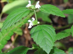 Leucas decemdentata