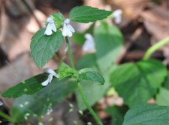 Leucas decemdentata