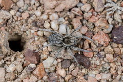 Alopecosa marikovskyi