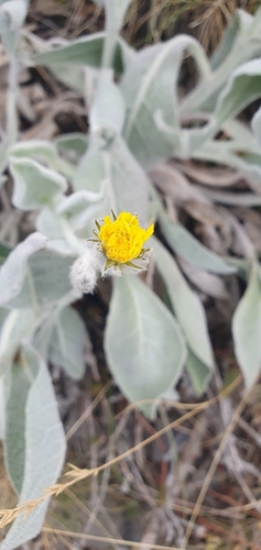 Hieracium tomentosum, photograph 5