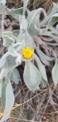 (c) Antoine Thivolle, some rights reserved (CC BY) Hieracium tomentosum, photograph (c) Antoine Thivolle, some rights reserved (CC BY)
