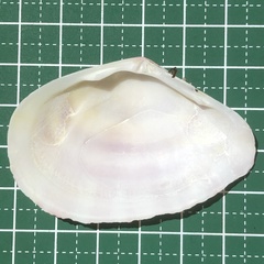 Tellinella virgata
