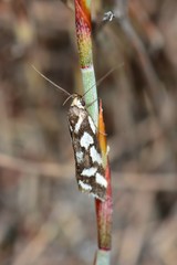 Tanyzancla marionella