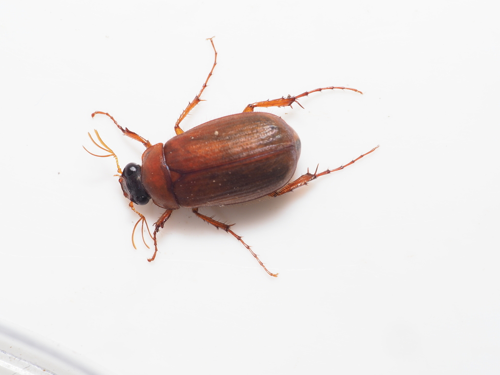 Brown Chafer